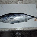 F鰹魚 (640x480).jpg