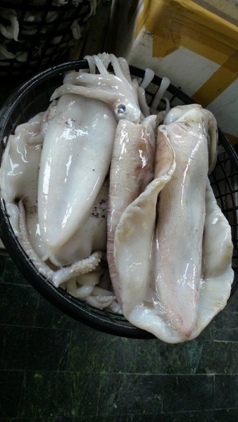 Z大軟絲 (360x640).jpg