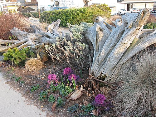 西雅圖景點:Seattle Alki Beack Park