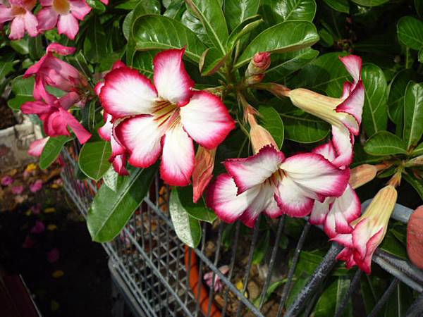 沙漠有玫瑰。南區某迷巷