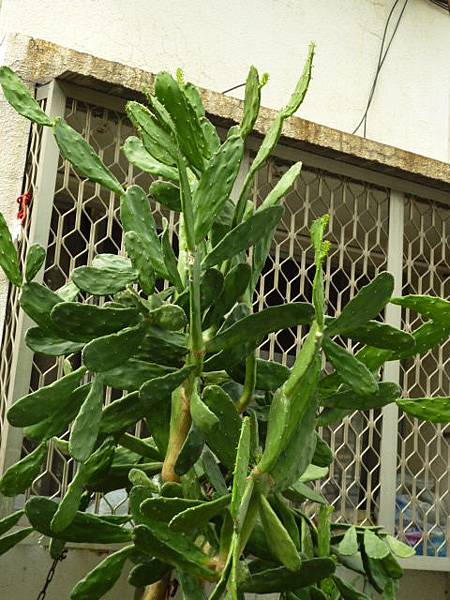 頂天立地仙人掌。南區某迷巷