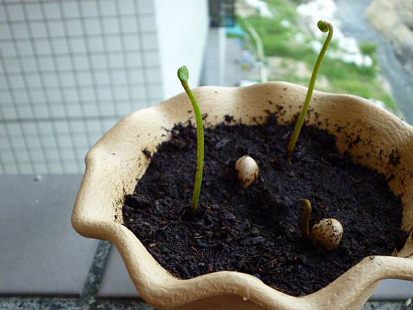 幸運草（？）發芽了！（闊葉蘇鐵）