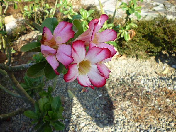 豪華的行道花之一。大度山麥當勞街道