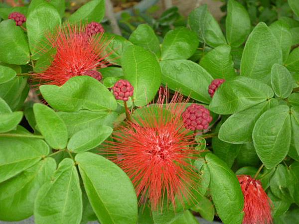 煙花。國光花市停車場