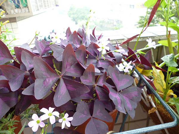 紫色醡醬草繁盛（紫之舞）