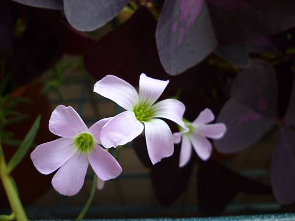 紫之舞的花之一