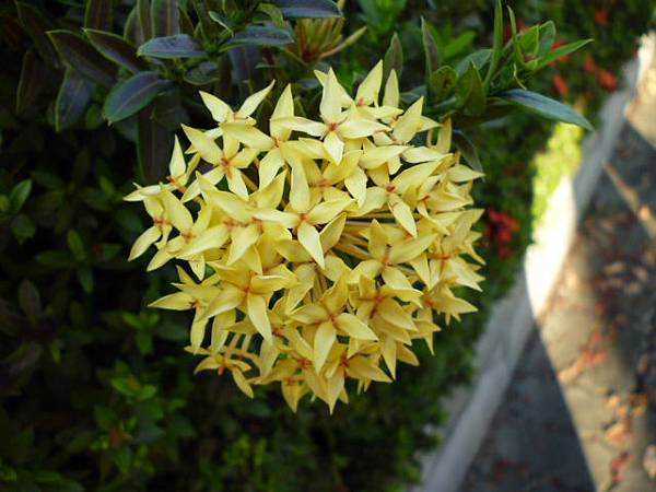 黃繡球。五權南路公園