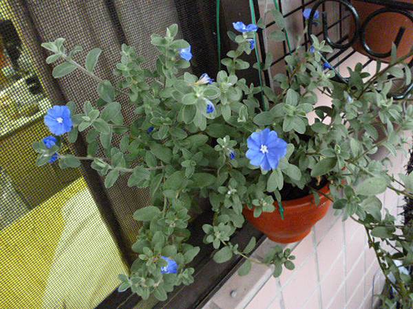 7-11的藍星花。