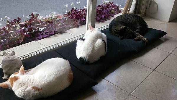 2017_02_02 公主茶園_69.jpg 2017_02_02 公主茶園_69.jpg