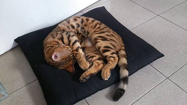 2017_02_02 公主茶園_68.jpg 2017_02_02 公主茶園_68.jpg