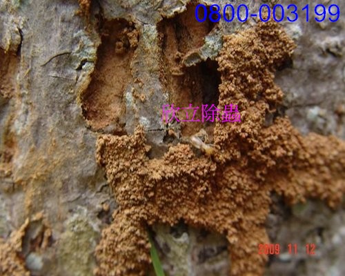 土壤內白蟻經由樹根上來侵蝕樹木.jpg