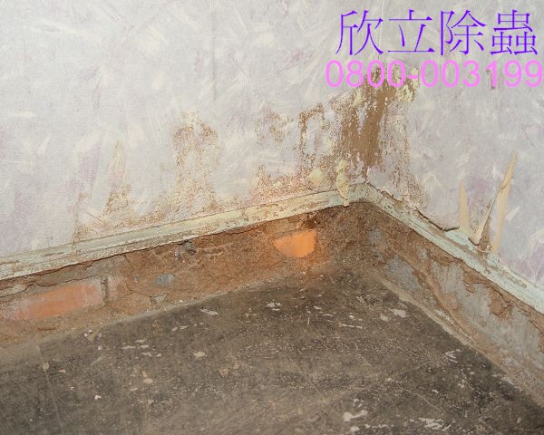 架高地板被白蟻侵蝕(露出白蟻路徑).jpg