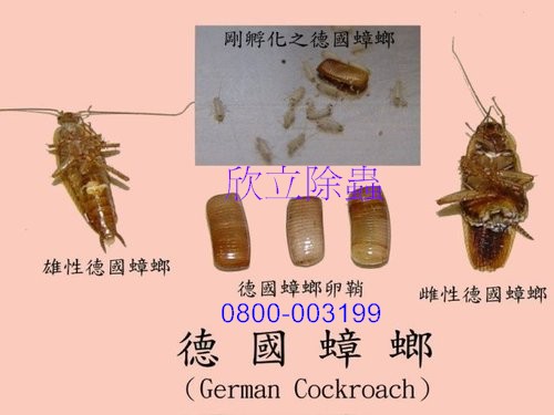 德國蟑螂的雌雄及卵鞘.jpg