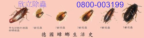 德國蟑螂的生活史.jpg