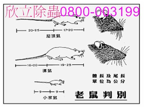 老鼠判別.jpg