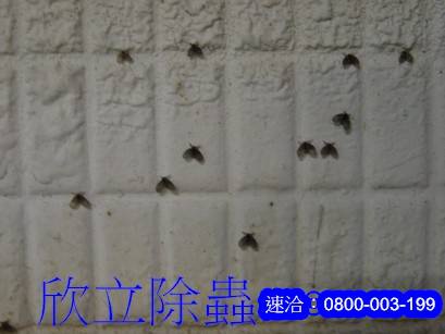 蛾蚋孑孓除蟲 蛾蚋孑孓除蟲