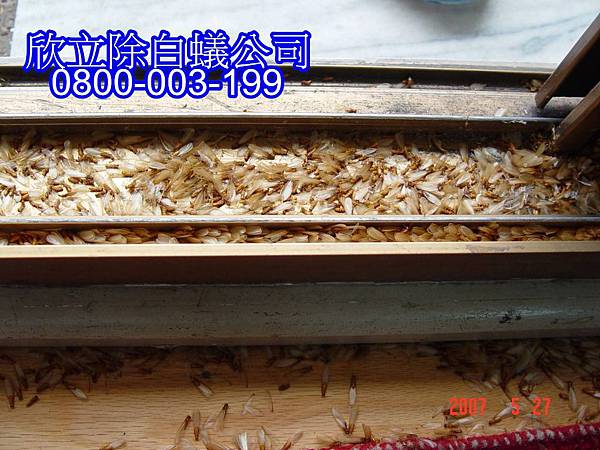 白蟻怕什麼 白蟻怕什麼