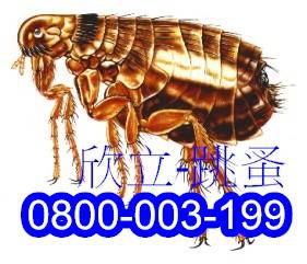 狗跳蚤 狗跳蚤