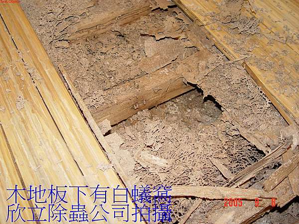 木地板白蟻防治 地板有白蟻 木地板有蟲 海島型木地板白蟻 木頭地板白蟻 木質地板白蟻 超耐磨地板白蟻 木做裝潢有蟲怎麼辦 裝潢蛀蟲 木地板白蟻防治 地板有白蟻 木地板有蟲 海島型木地板白蟻 木頭地板白蟻 木質地板白蟻 超耐磨地板白蟻 木做裝潢有蟲怎麼辦 裝潢蛀蟲