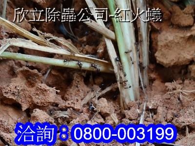 紅火蟻防治 紅火蟻防治