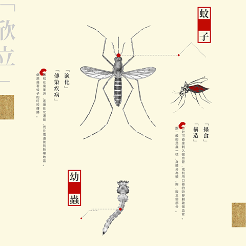 登革熱蚊子.png 登革熱蚊子.png