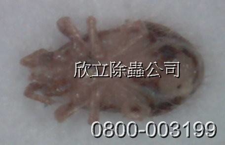 鼠螨.jpg 鼠螨.jpg