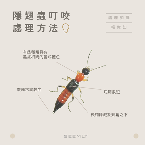 隱翅蟲.png 隱翅蟲.png