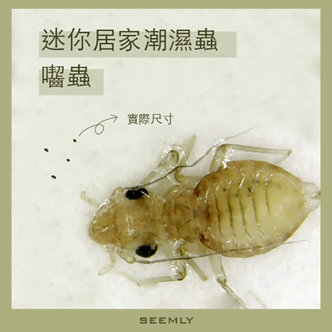 囓蟲.png 囓蟲.png