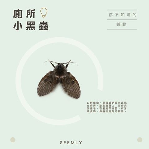 廁所小黑蟲.jpg 廁所小黑蟲.jpg