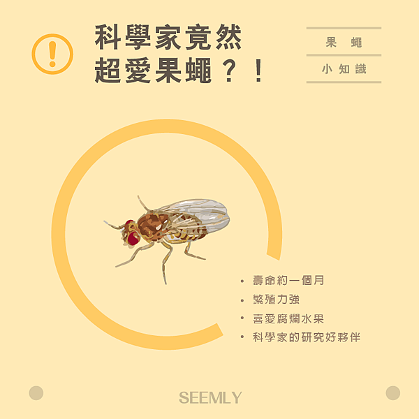 果蠅.png 果蠅.png