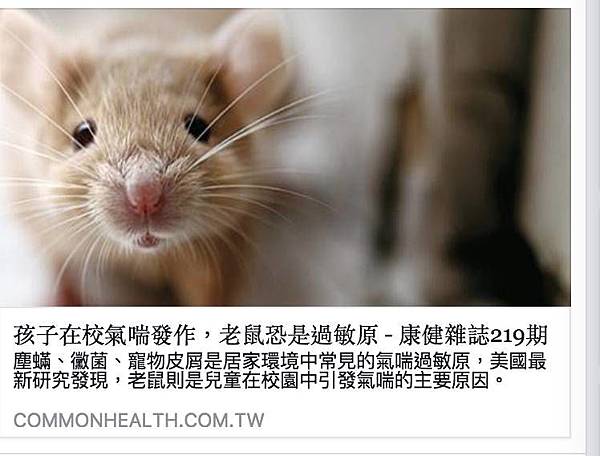 老鼠引發過敏.jpg 老鼠引發過敏.jpg