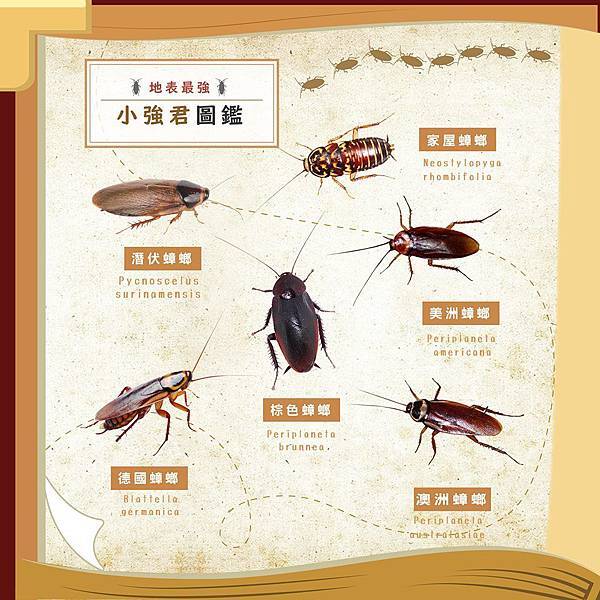 小強軍圖鑑.jpg 小強軍圖鑑.jpg