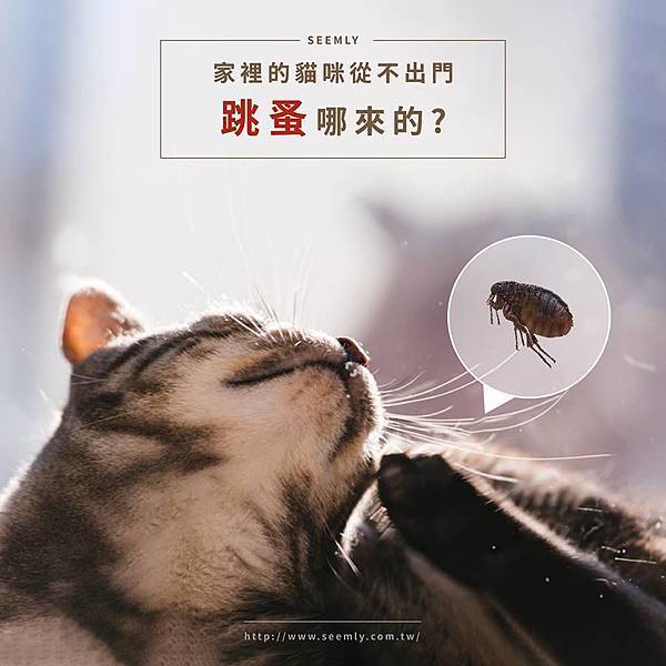 跳蚤哪來.jpg 跳蚤哪來.jpg