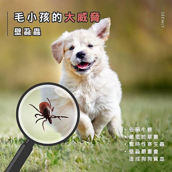 壁蝨蟲.jpg 壁蝨蟲.jpg