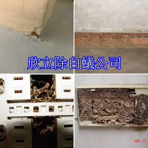 白蟻吃水泥.jpg 白蟻吃水泥.jpg