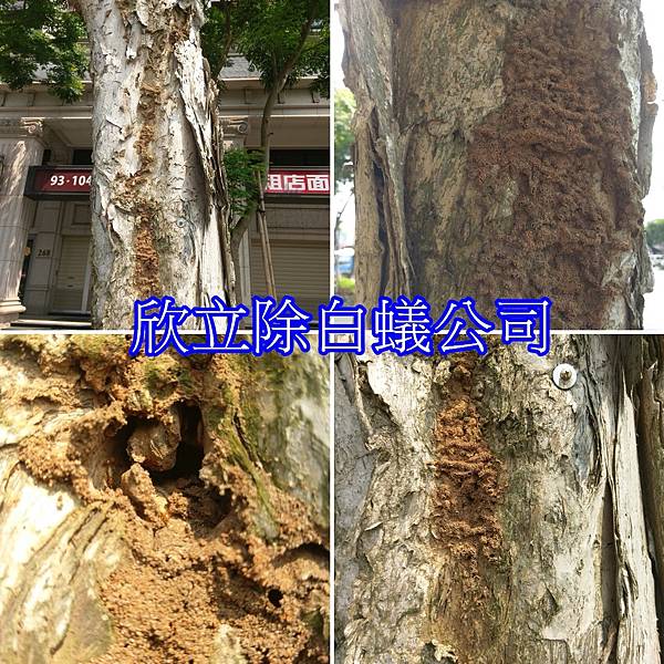 白蟻吃樹木.jpg 白蟻吃樹木.jpg