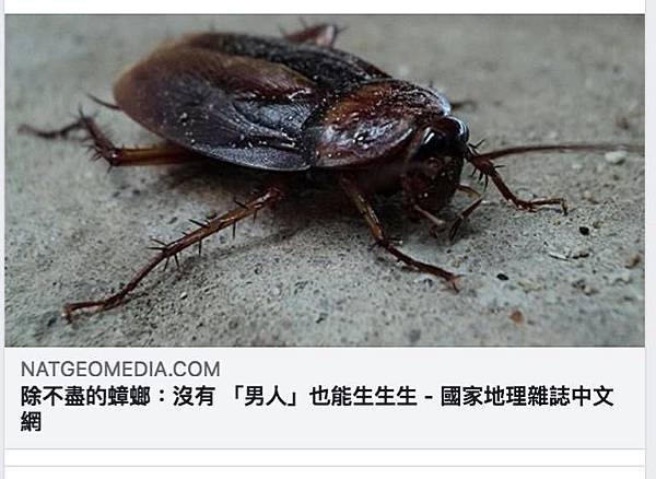 除不盡的蟑螂.jpg 除不盡的蟑螂.jpg