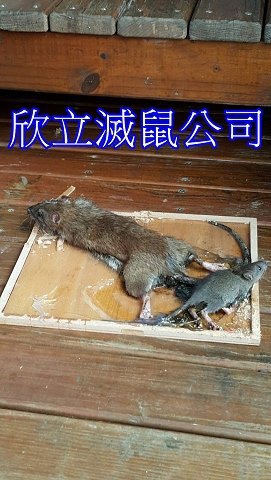 死老鼠處理.jpg 死老鼠處理.jpg