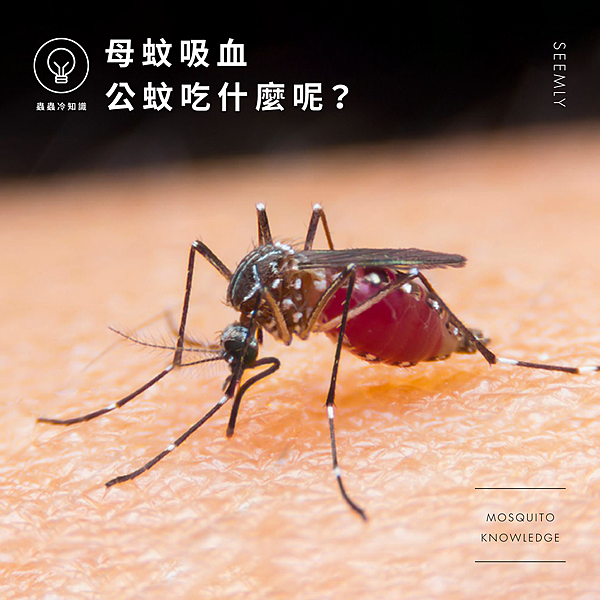 母蚊吸血.jpg 母蚊吸血.jpg