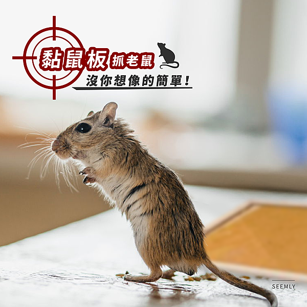 黏鼠板抓老鼠.png 黏鼠板抓老鼠.png