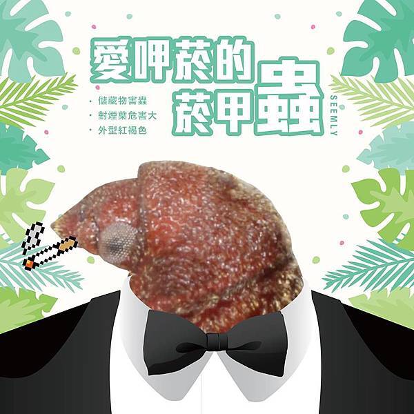 菸甲蟲.jpg 菸甲蟲.jpg