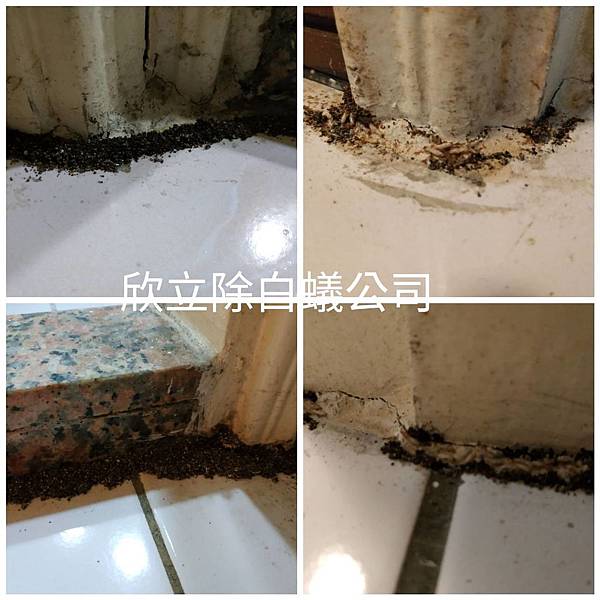 我家有白蟻.jpg 我家有白蟻.jpg