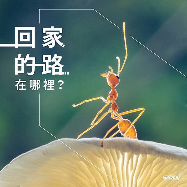 螞蟻.jpg 螞蟻.jpg