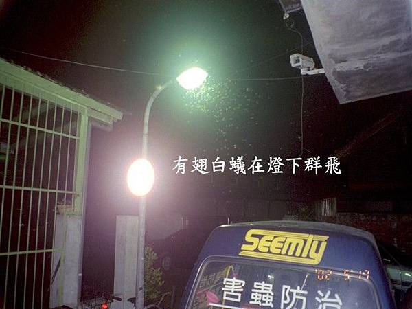白蟻分飛.jpg 白蟻分飛.jpg