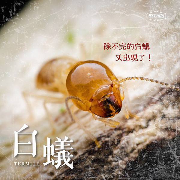 除白蟻.jpg 除白蟻.jpg