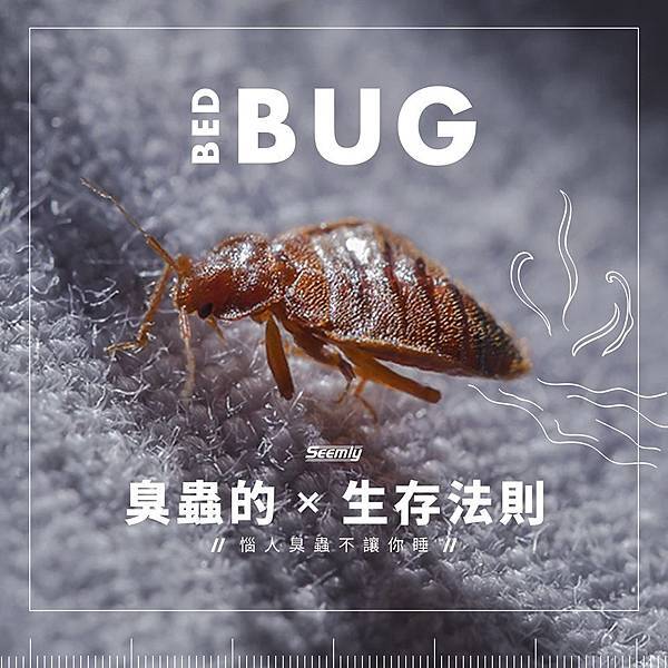 臭蟲.jpg 臭蟲.jpg