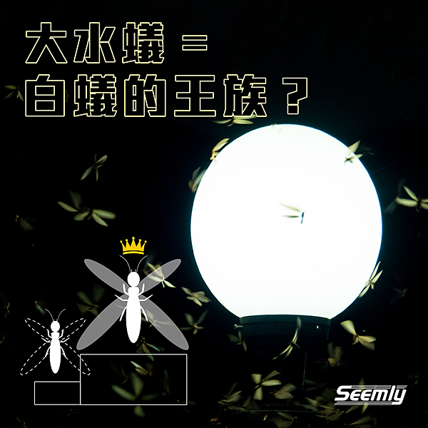 大水蟻是白蟻的繁殖蟻.jpg 大水蟻是白蟻的繁殖蟻.jpg