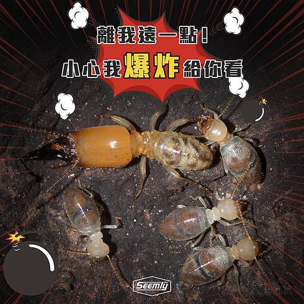 自爆白蟻.jpg 自爆白蟻.jpg