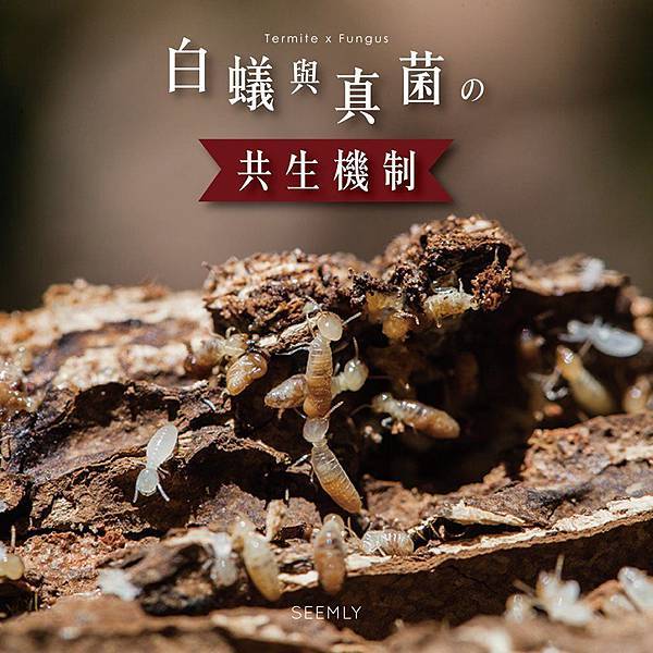 白蟻研究.jpg 白蟻研究.jpg