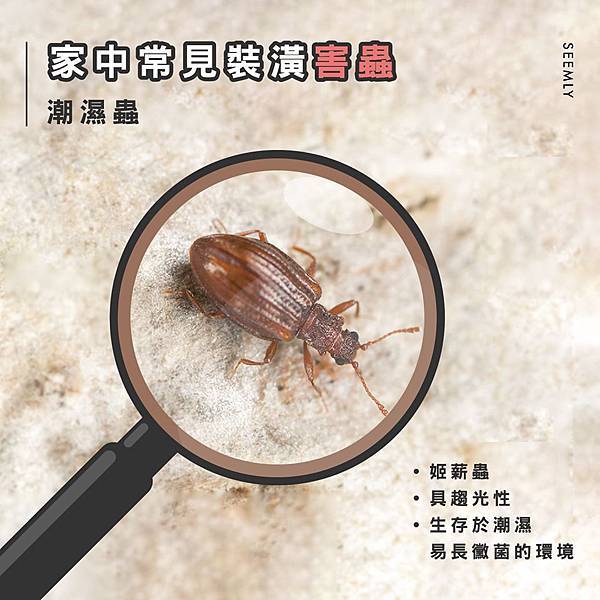 潮濕蟲.jpg 潮濕蟲.jpg